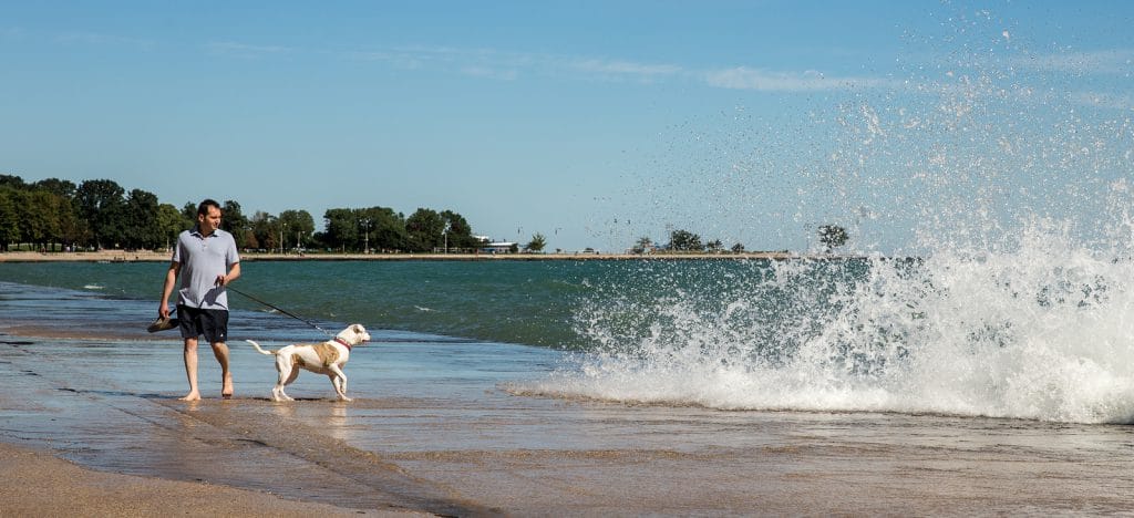 Dog Beach in Lakeview