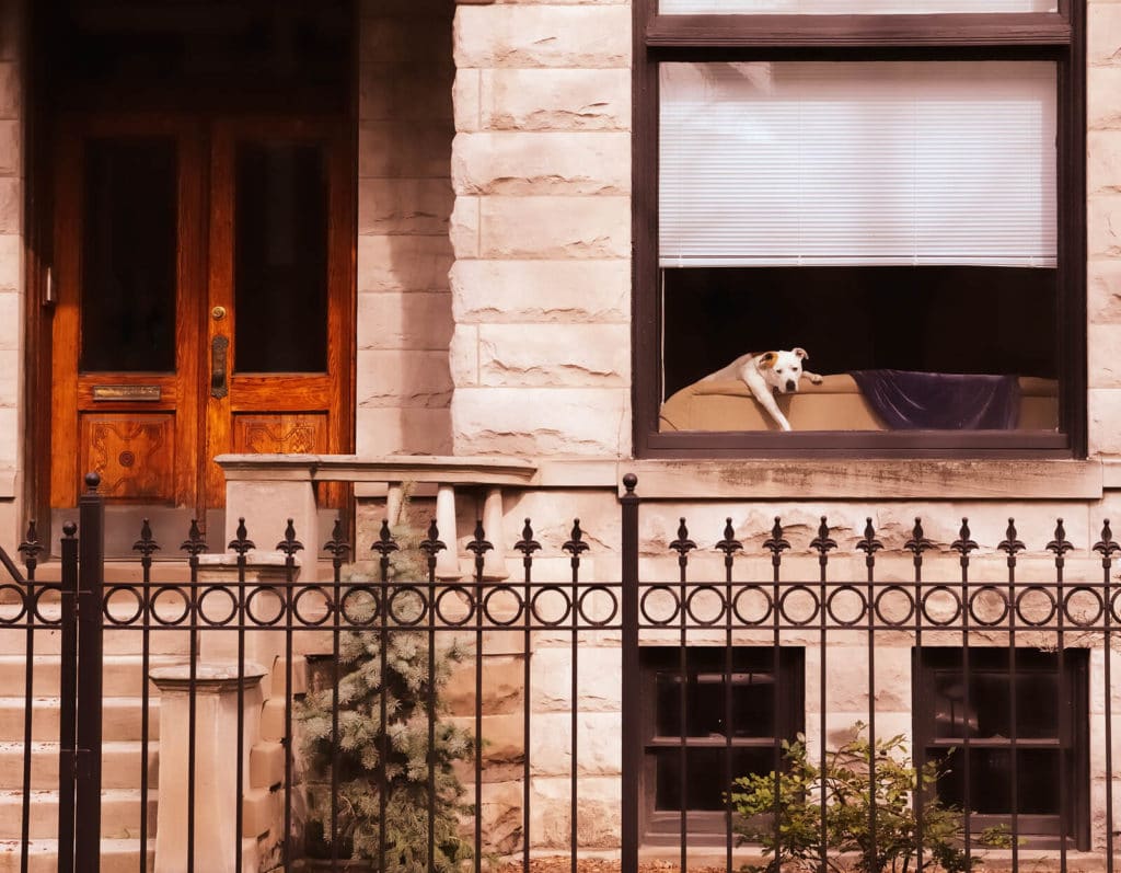 dog in the window of a chicago two flat